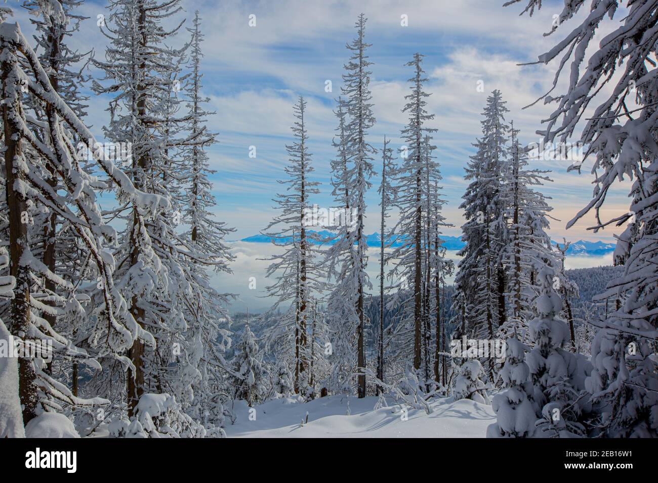 Bosque de montaña en invierno Foto de stock