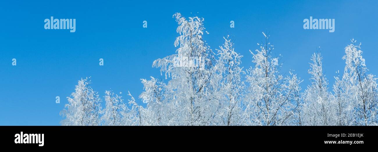 Banner horizontal de árboles cubiertos de nieve contra el cielo azul claro. Invierno naturaleza fondo. Foto de stock