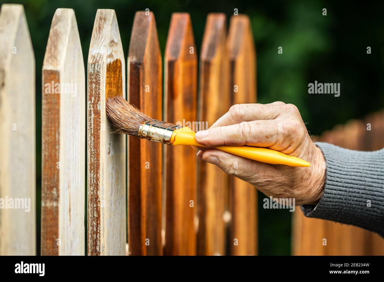 Pintura de la valla de madera por la mancha de madera. Pincel en mano masculina. Reparando la vieja valla de piquete en el patio trasero Foto de stock