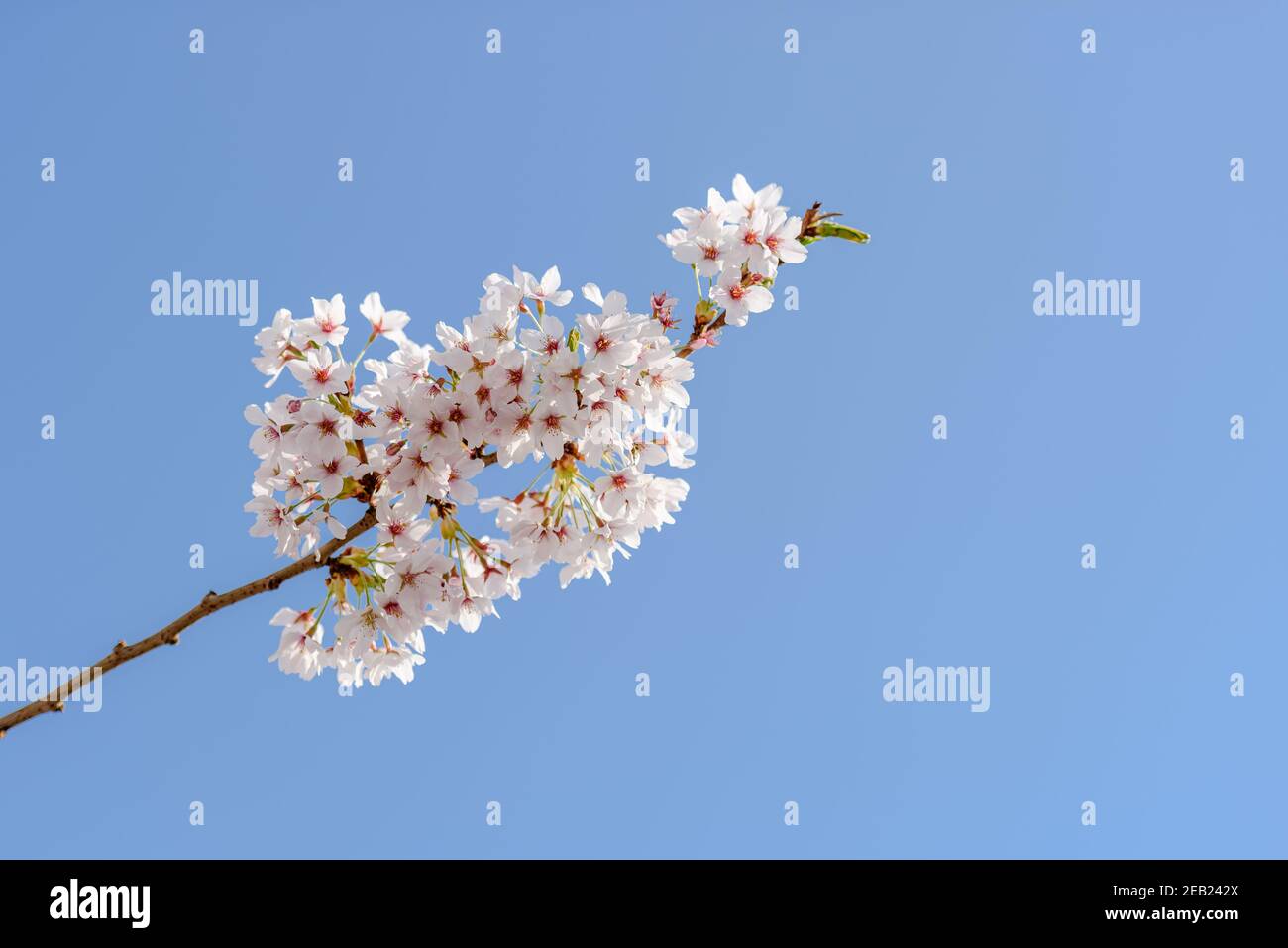 Una rama con cerezos en flor contra el cielo azul claro Foto de stock