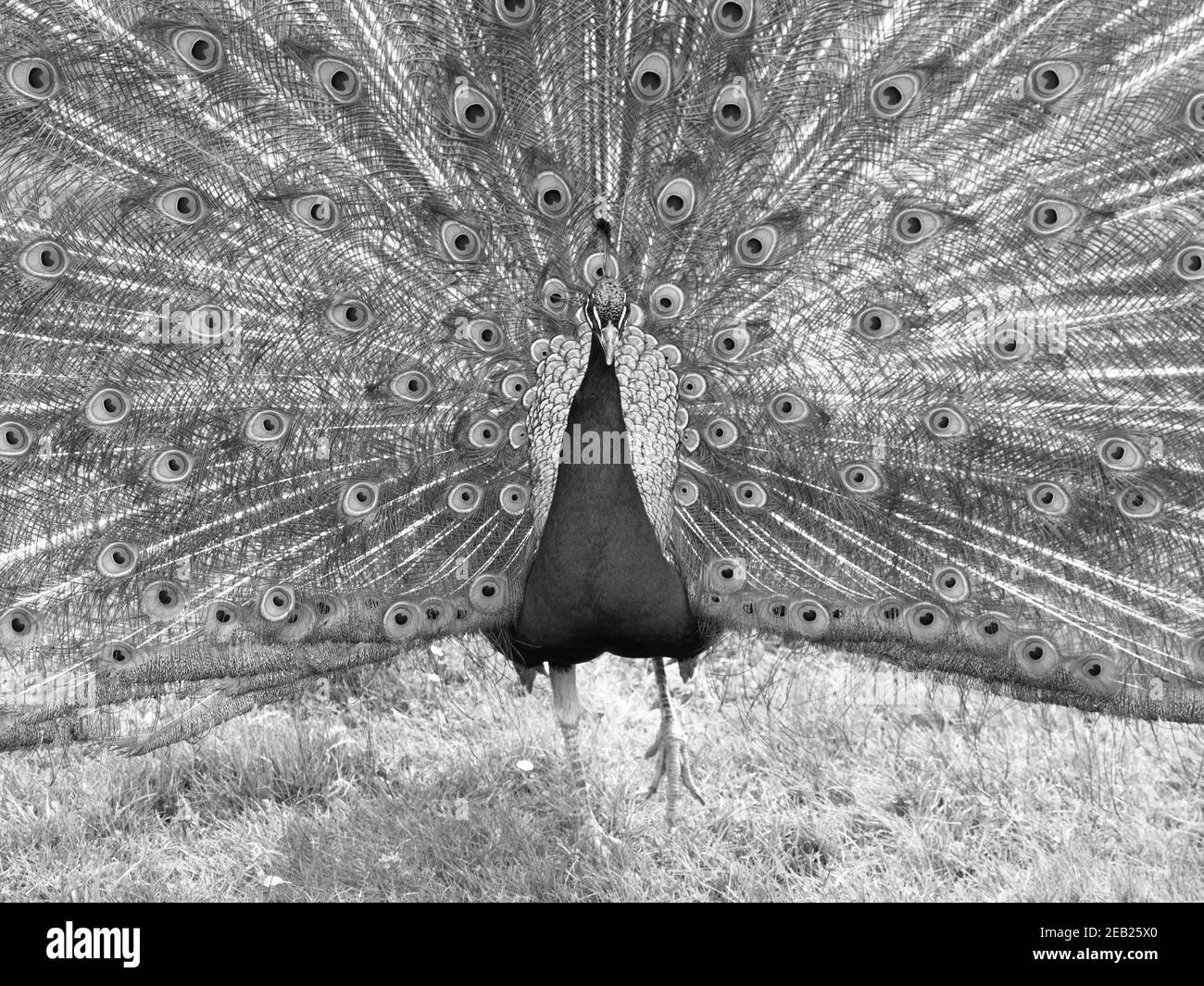 Cabeza y cuello de pavo real Imágenes de stock en blanco y negro - Alamy