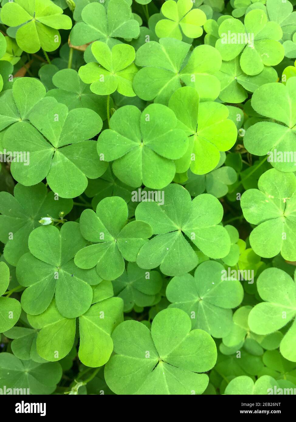 Belleza de la naturaleza.un manojo de hojas verdes silvestres Foto de stock