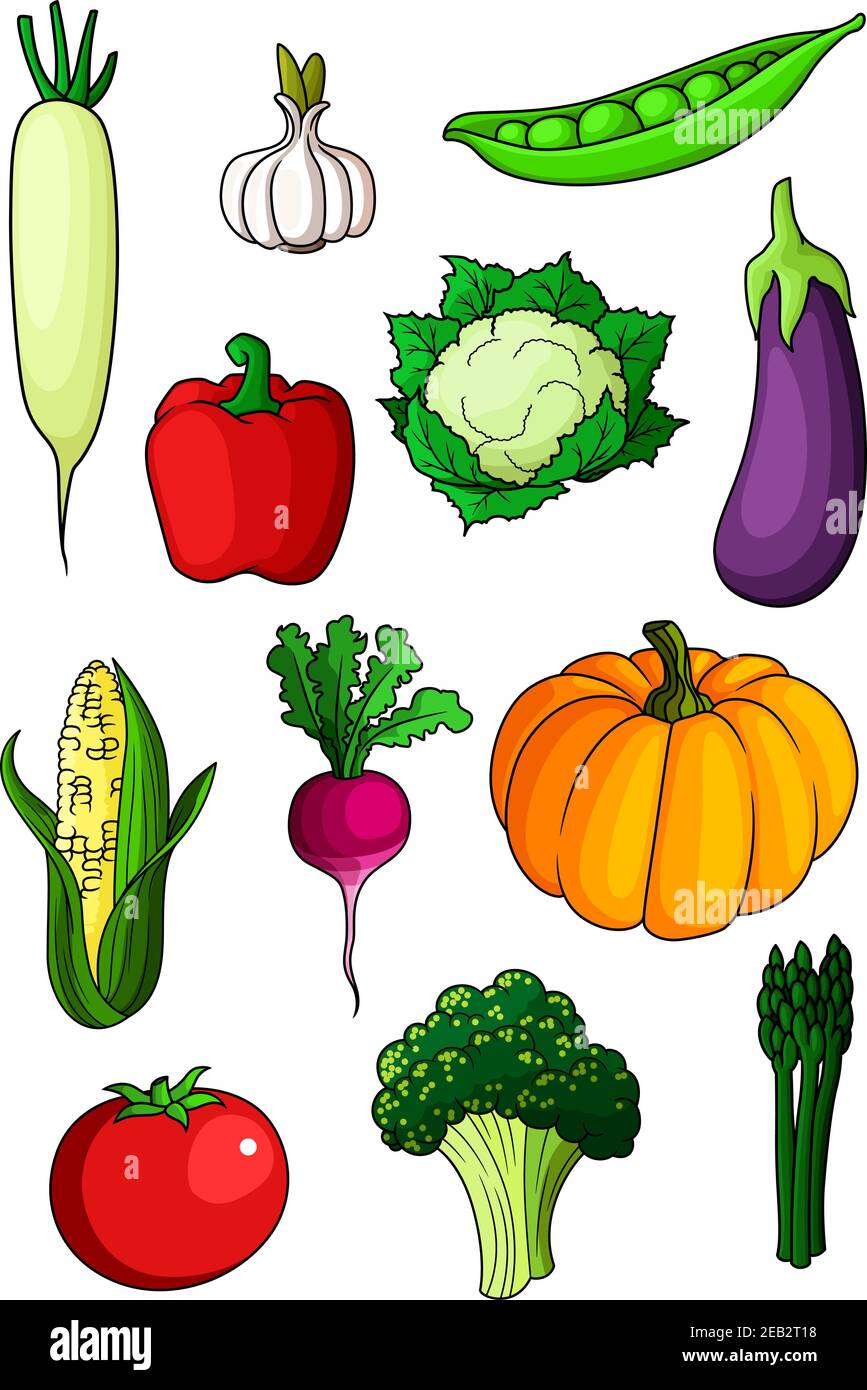 Dibujos animados de colores verduras saludables con pimienta, berenjena y  ajo, tomate y calabaza, rábano y espárragos, brócoli y maíz, coliflor y  guisantes Imagen Vector de stock - Alamy