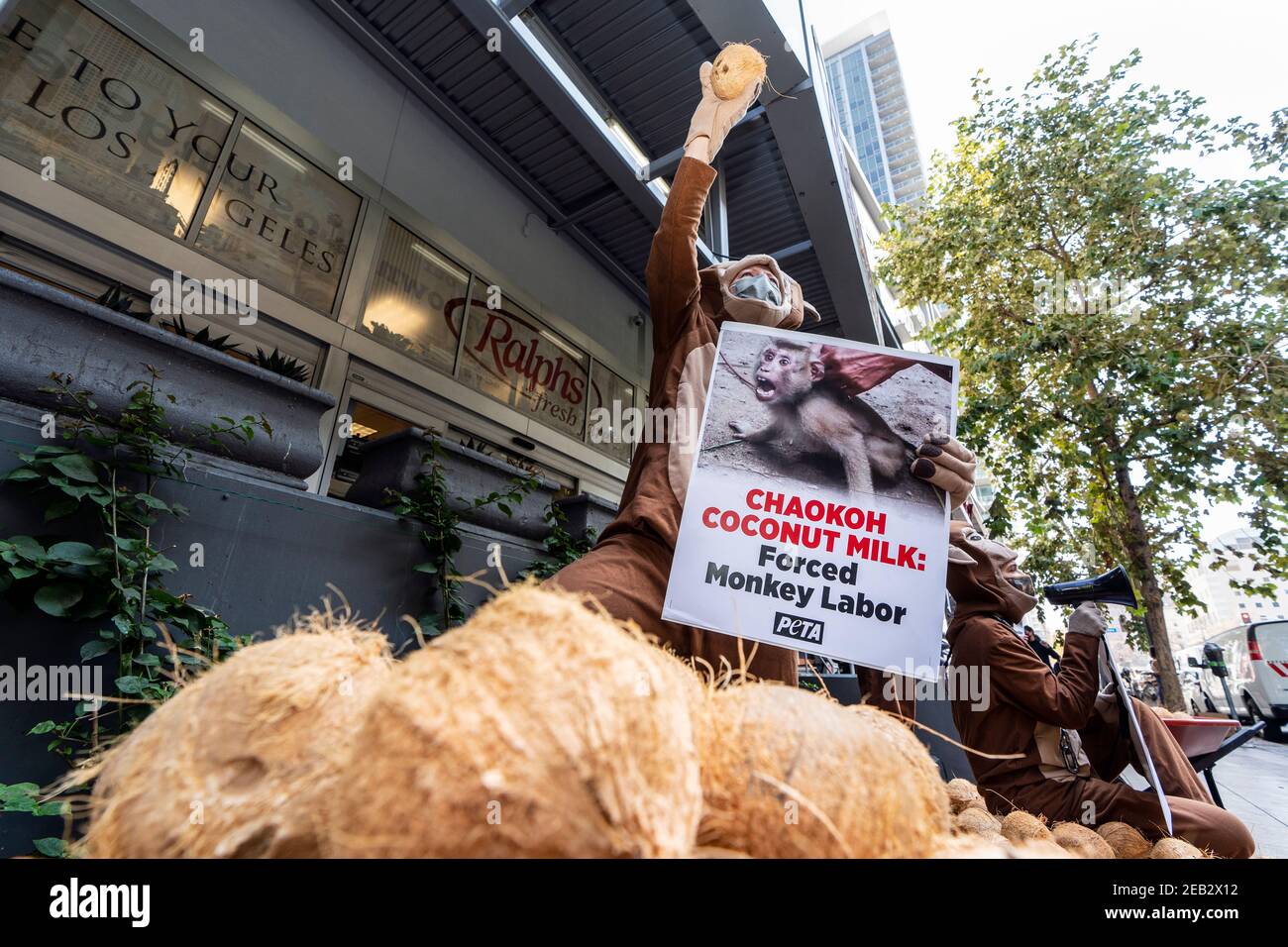 Los Angeles, Estados Unidos. 11 de febrero de 2021. Un activista de PETA  vestido con traje de mono sostiene un mantel y un coco durante una protesta  contra la Marca Chaokoh de