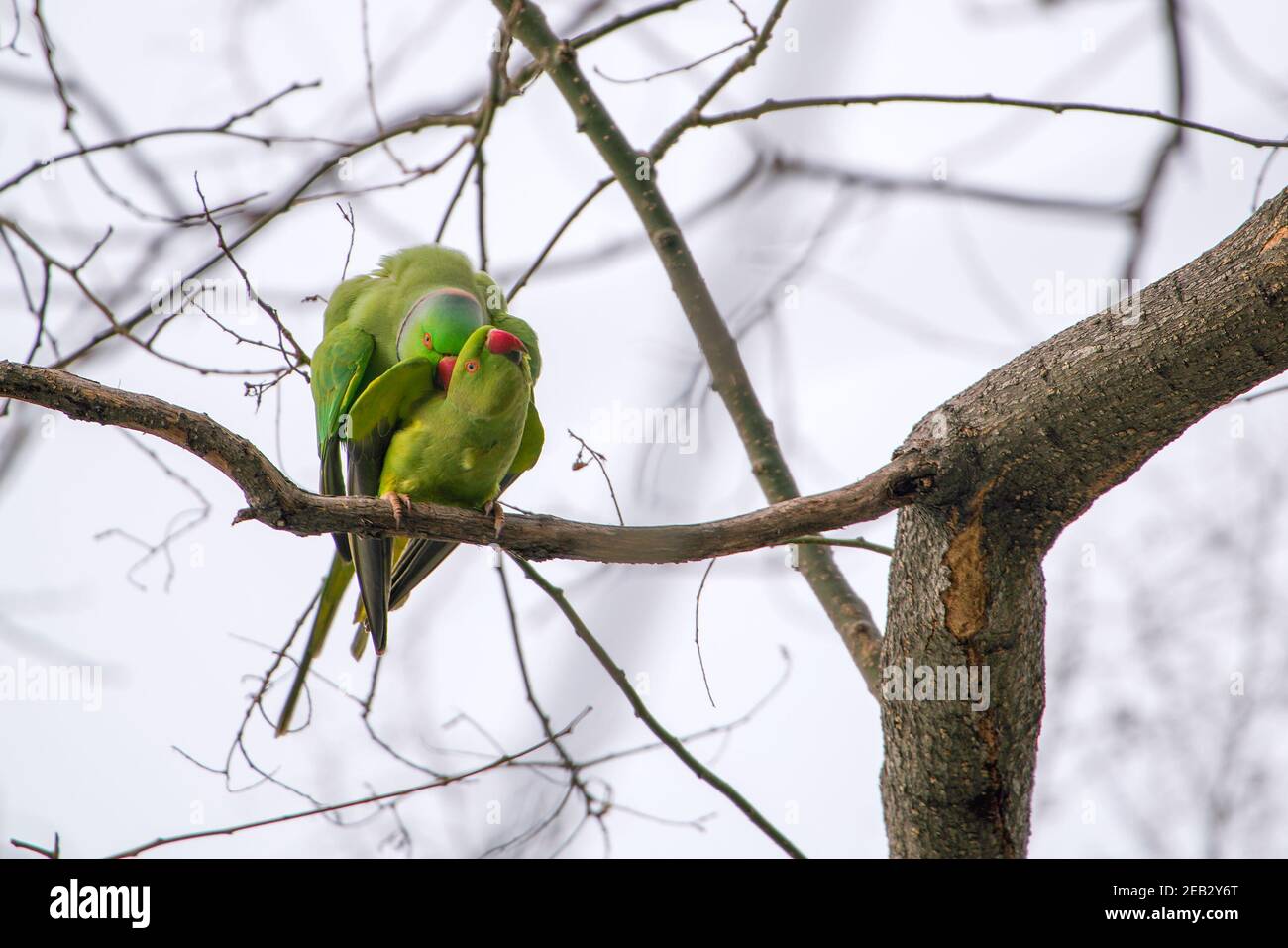 Un par de parakeet de gran tamaño con anillos de rosas en el árbol Foto de stock