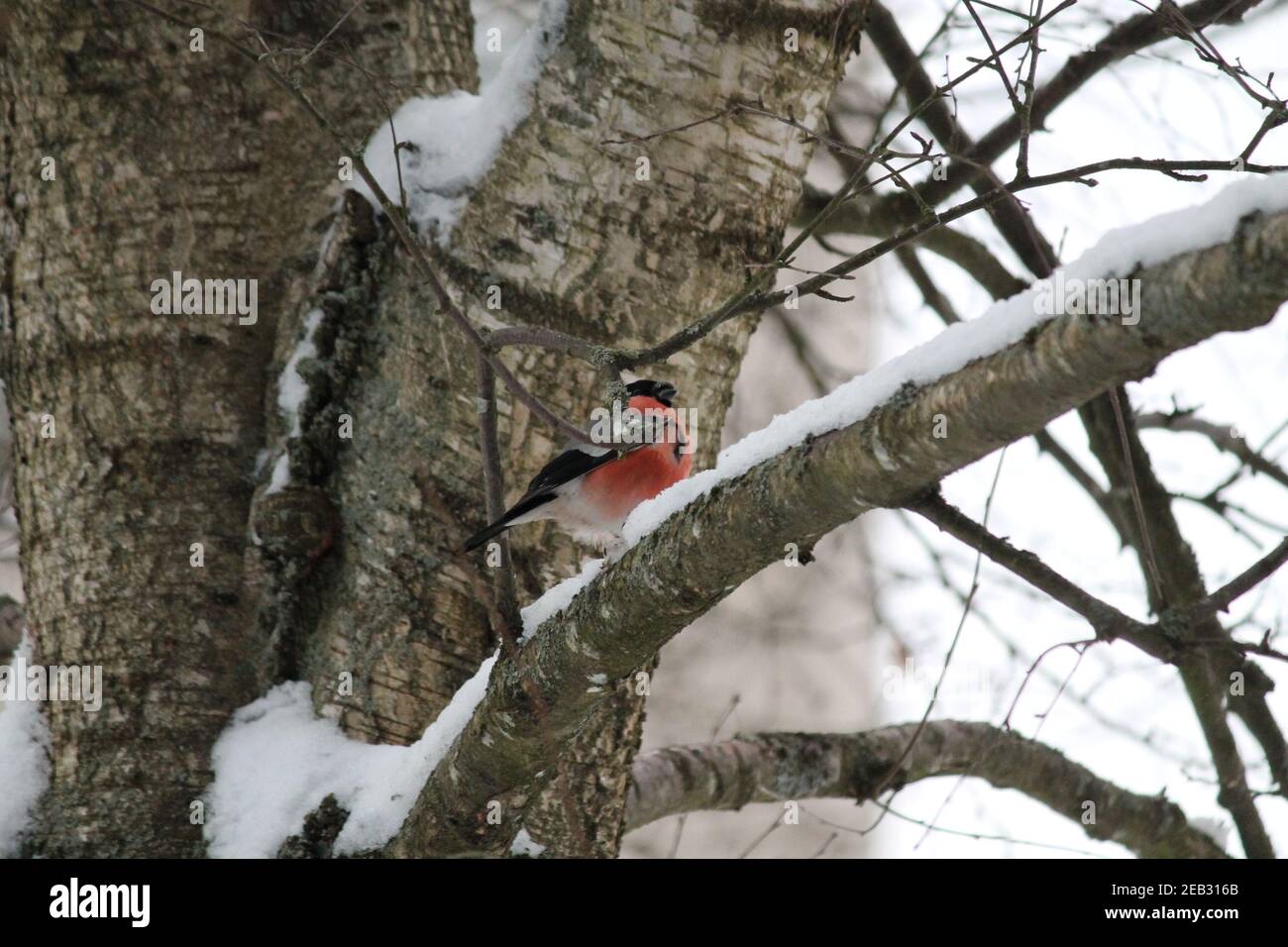 el pájaro salvaje de la corrida del bosque se sienta en la piel del árbol de la tormenta de nieve en frío día de invierno Foto de stock
