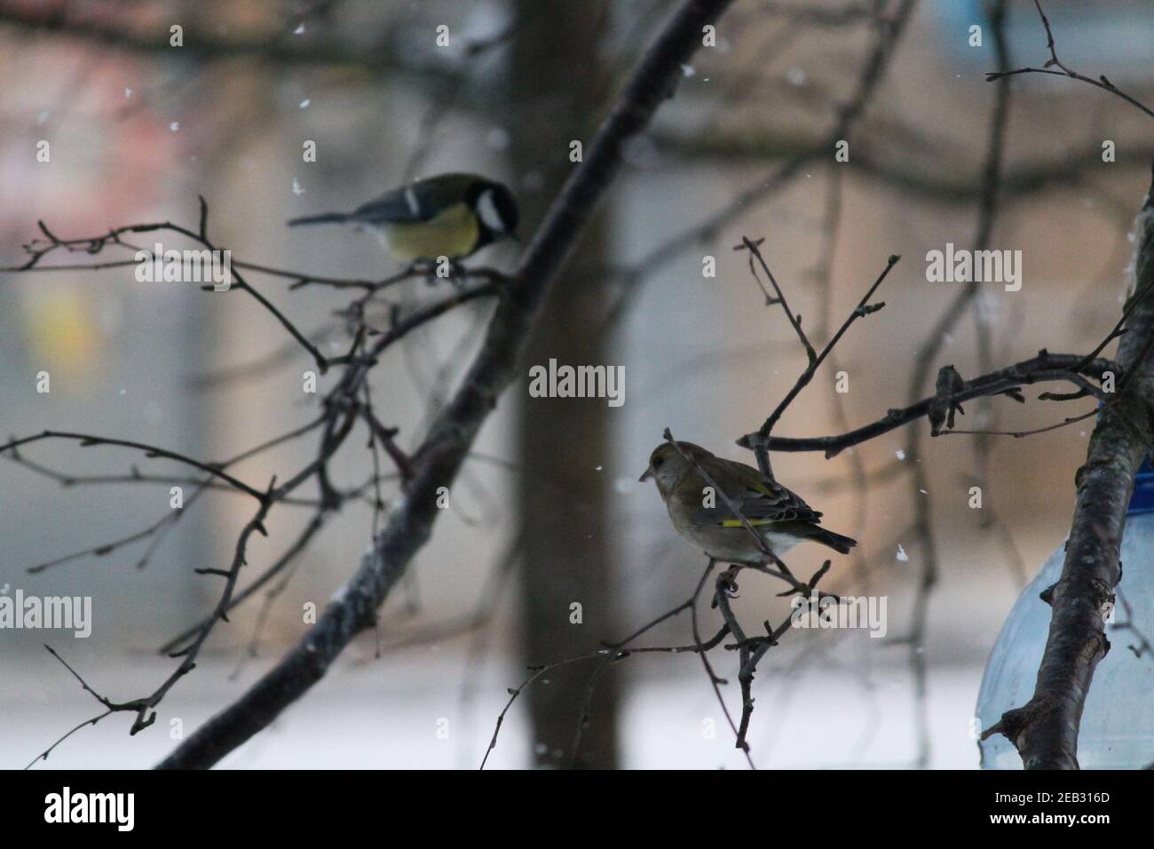 los pájaros de la pincha del bosque salvaje se sientan en el árbol y alimentando las semillas en frío día de invierno Foto de stock