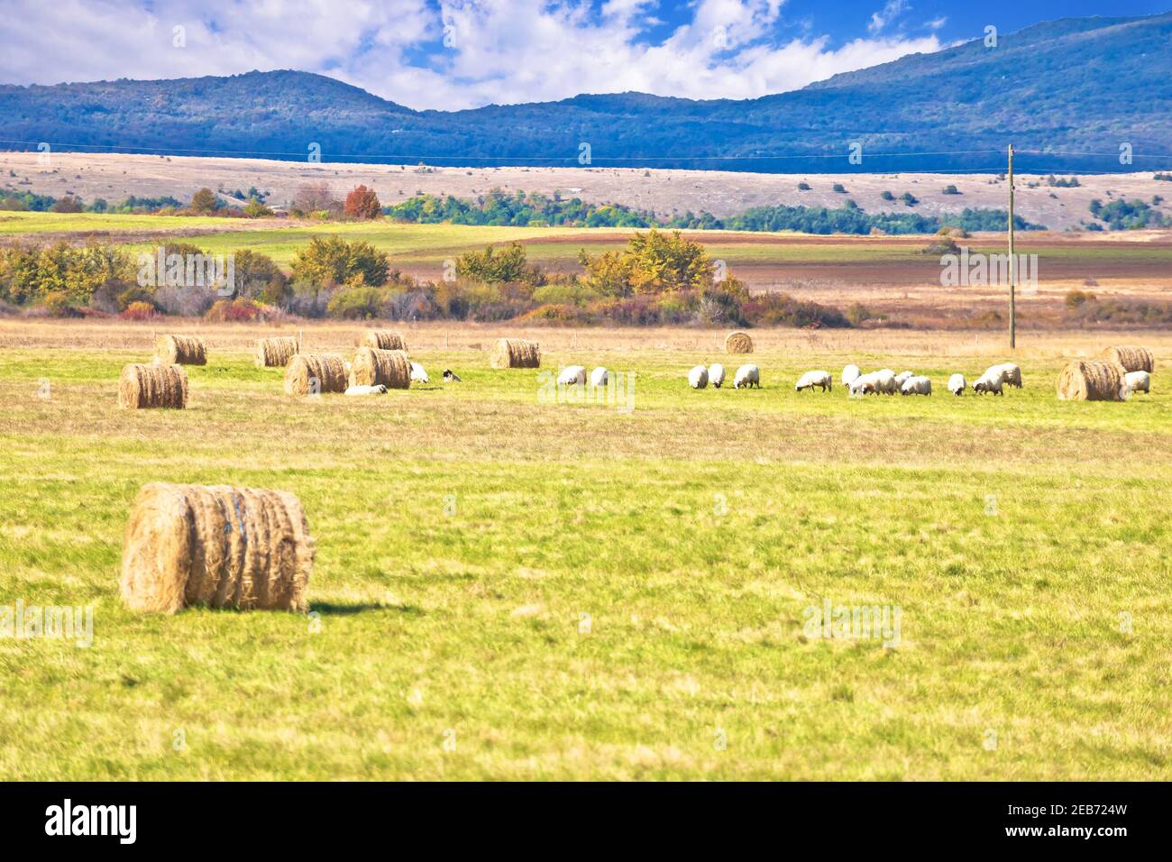 Krbava campo. Paisaje rural escénico y cría de ovejas en la región de Lika, en el centro de Croacia Foto de stock