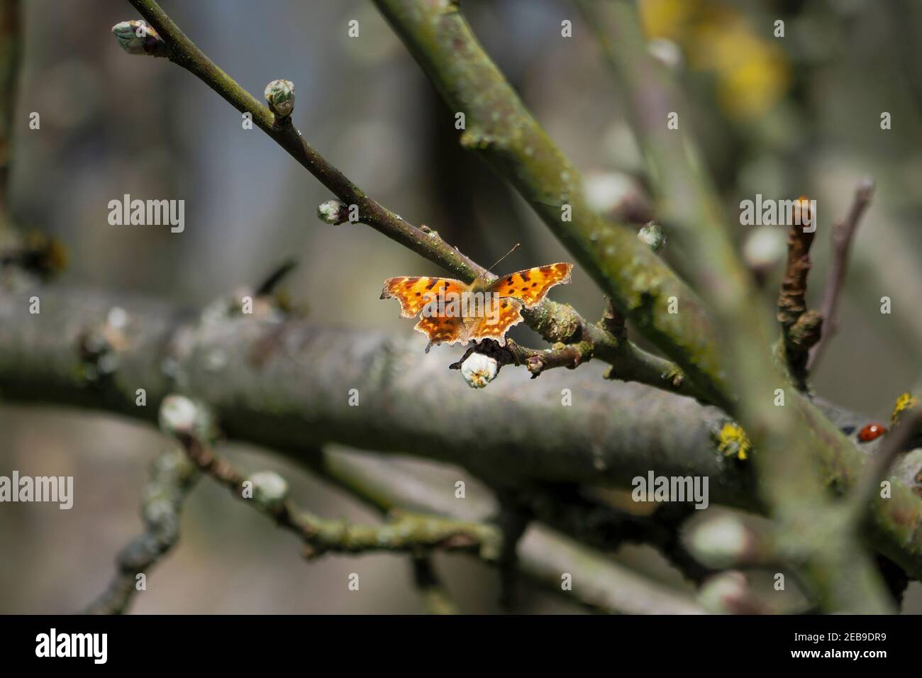 Polygonia c-album, la coma, es una especie de mariposa generalista de alimentos (polifagous) perteneciente a la familia Nymphalidae. , una foto intrépida Foto de stock