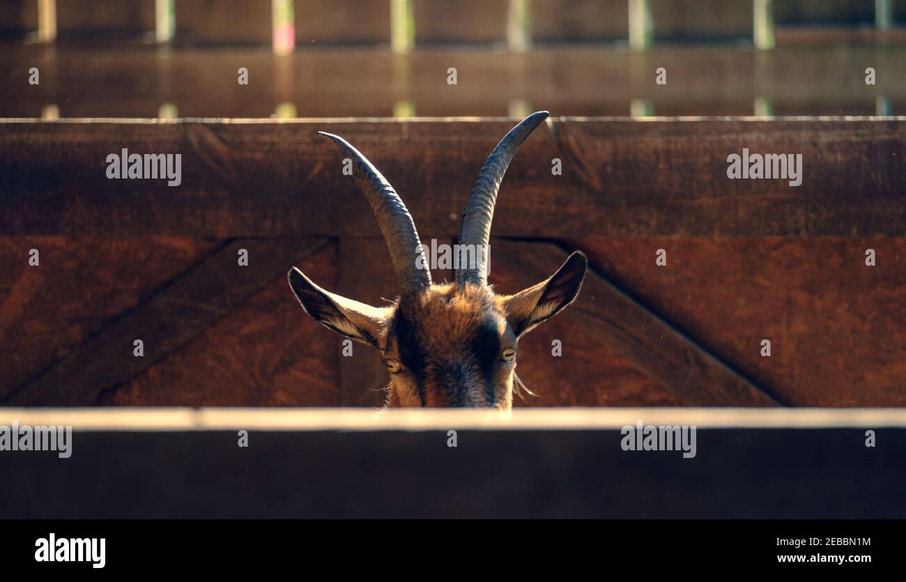 granero con cabeza de cabra. cabra marrón en granero. cabra en la granja Foto de stock