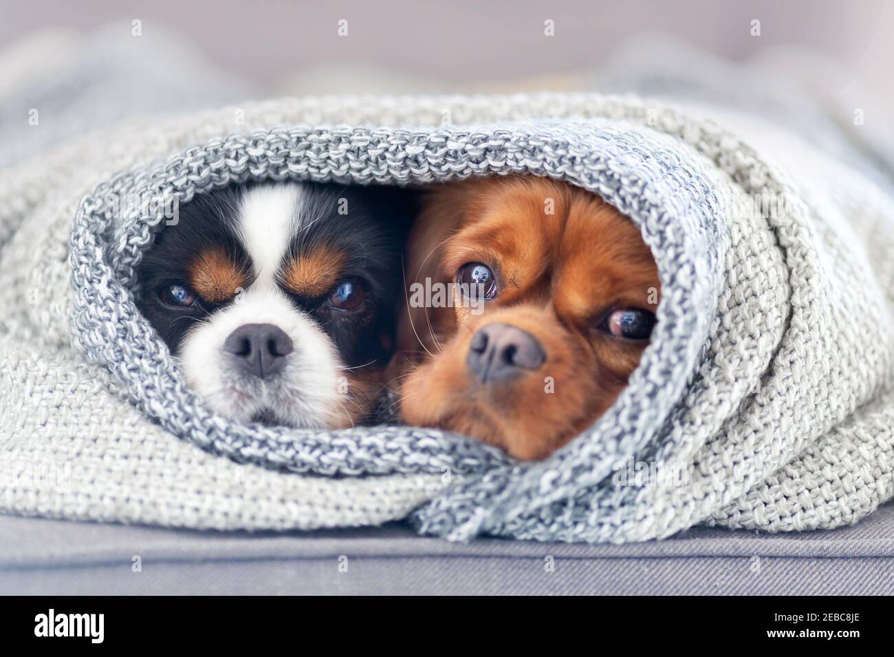 Dos perros lindos, cavernalier spaniels, relajándose bajo la cálida manta en casa Foto de stock