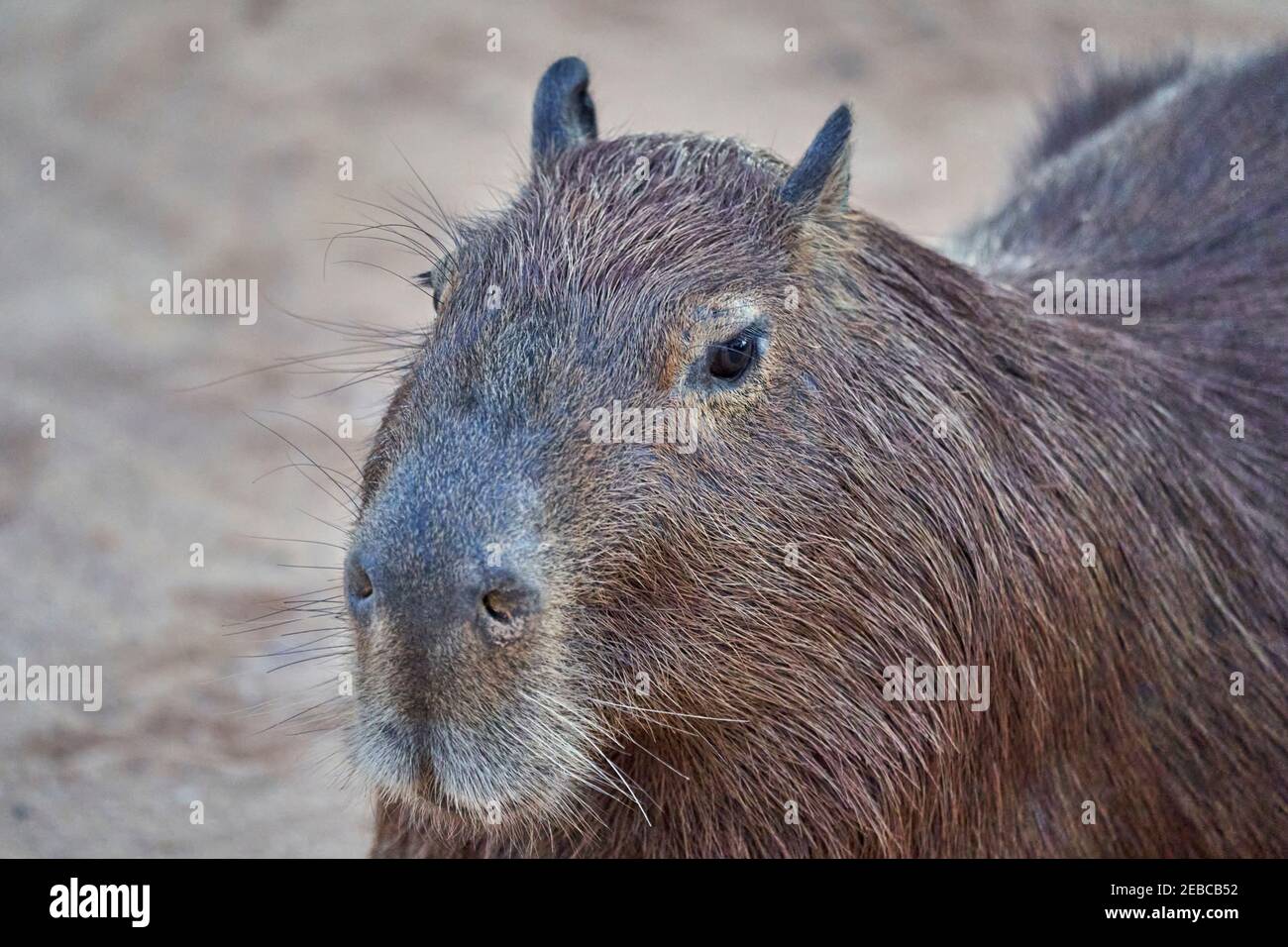 Retrato de Capybara, Hydrochoerus hydrochaeris, el roedor vivo más grande del mundo, es un
