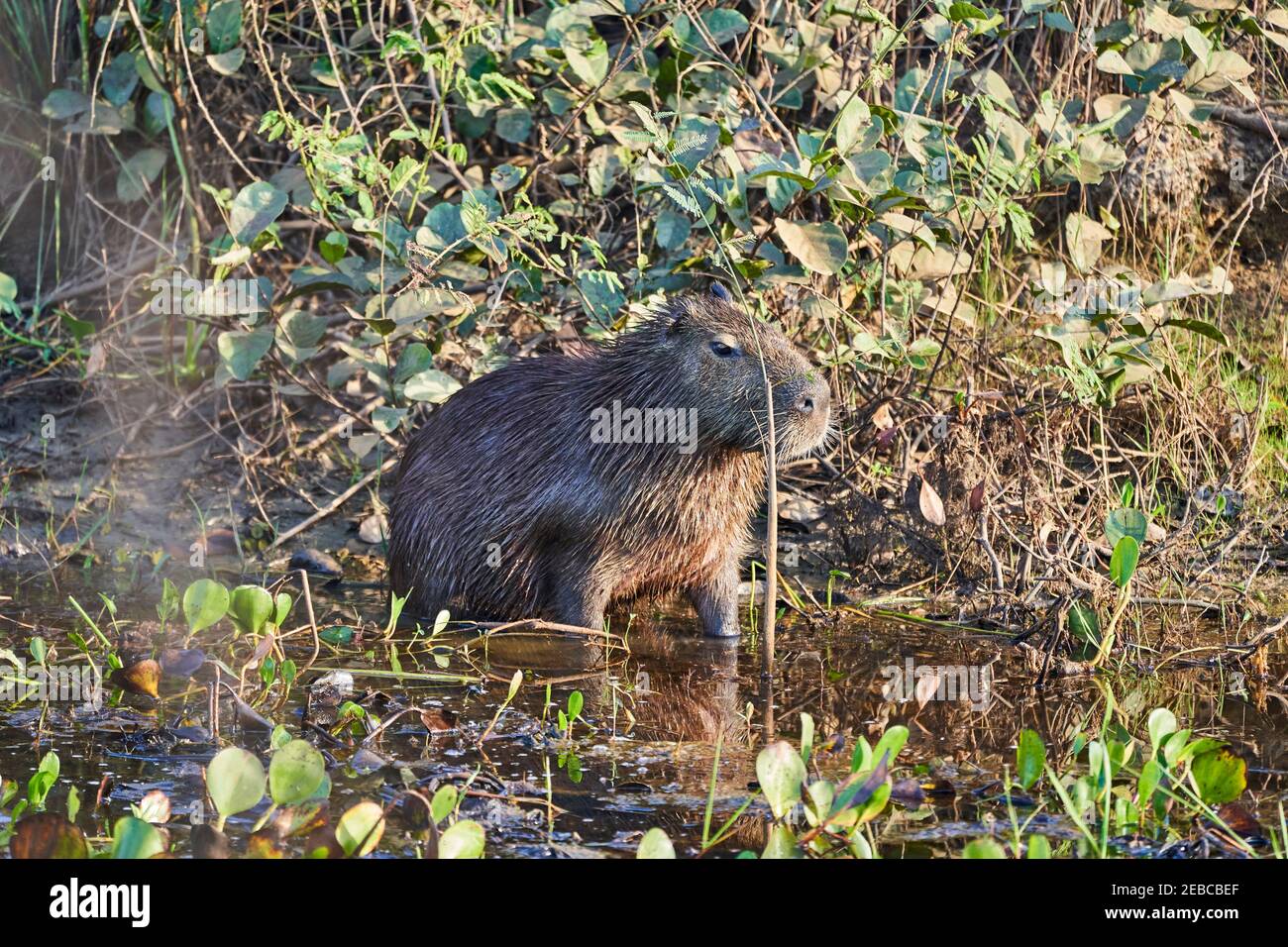 Capybara, Hydrochoerus hydrochaeris, el roedor vivo más grande del mundo, es un roedor de la