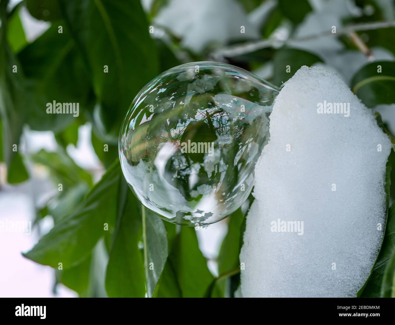 Burbuja de jabón congelada en una planta Fotografía de stock - Alamy