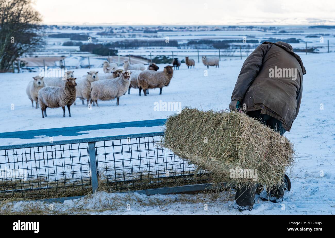 Granjero con heno para ovejas de Shetland embarazadas de raza pura en la nieve de invierno, East Lothian, Escocia, Reino Unido Foto de stock