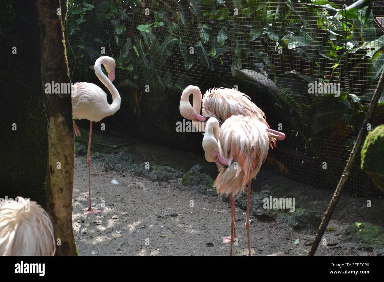 Flamingo Foto de stock