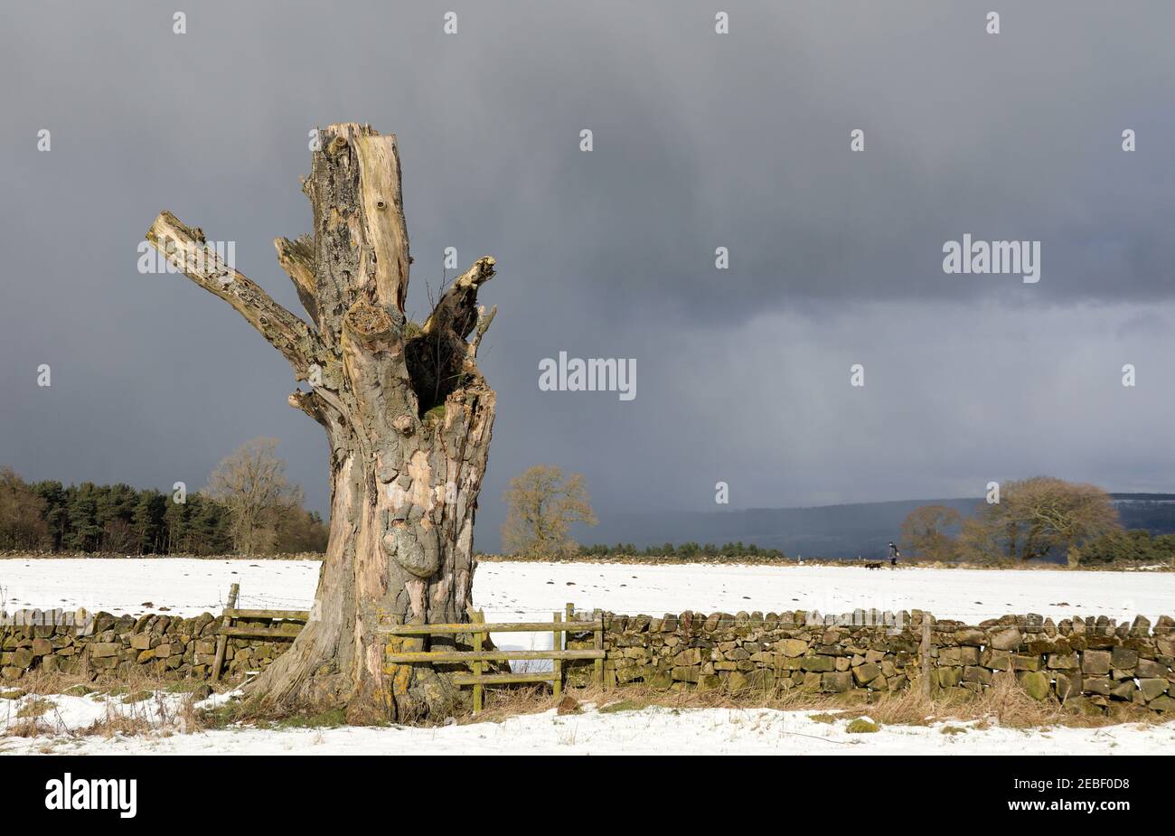 Árbol hueco en Harthill Moor en Derbyshire Foto de stock
