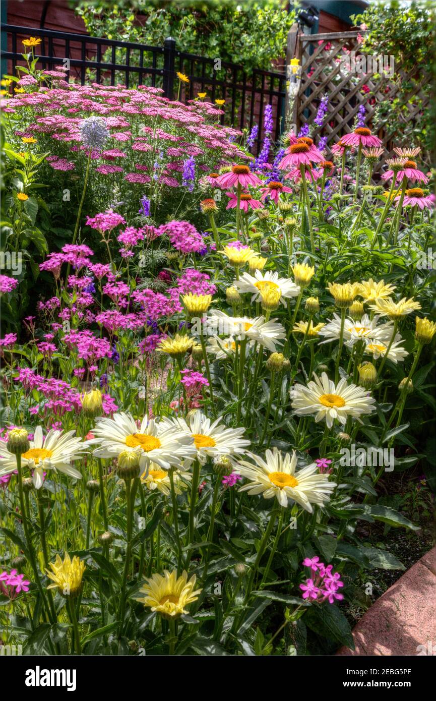 Una combinación de plantas perennes y anuales a mediados del verano hacen una exhibición llamativa cuando en flor llena. Foto de stock