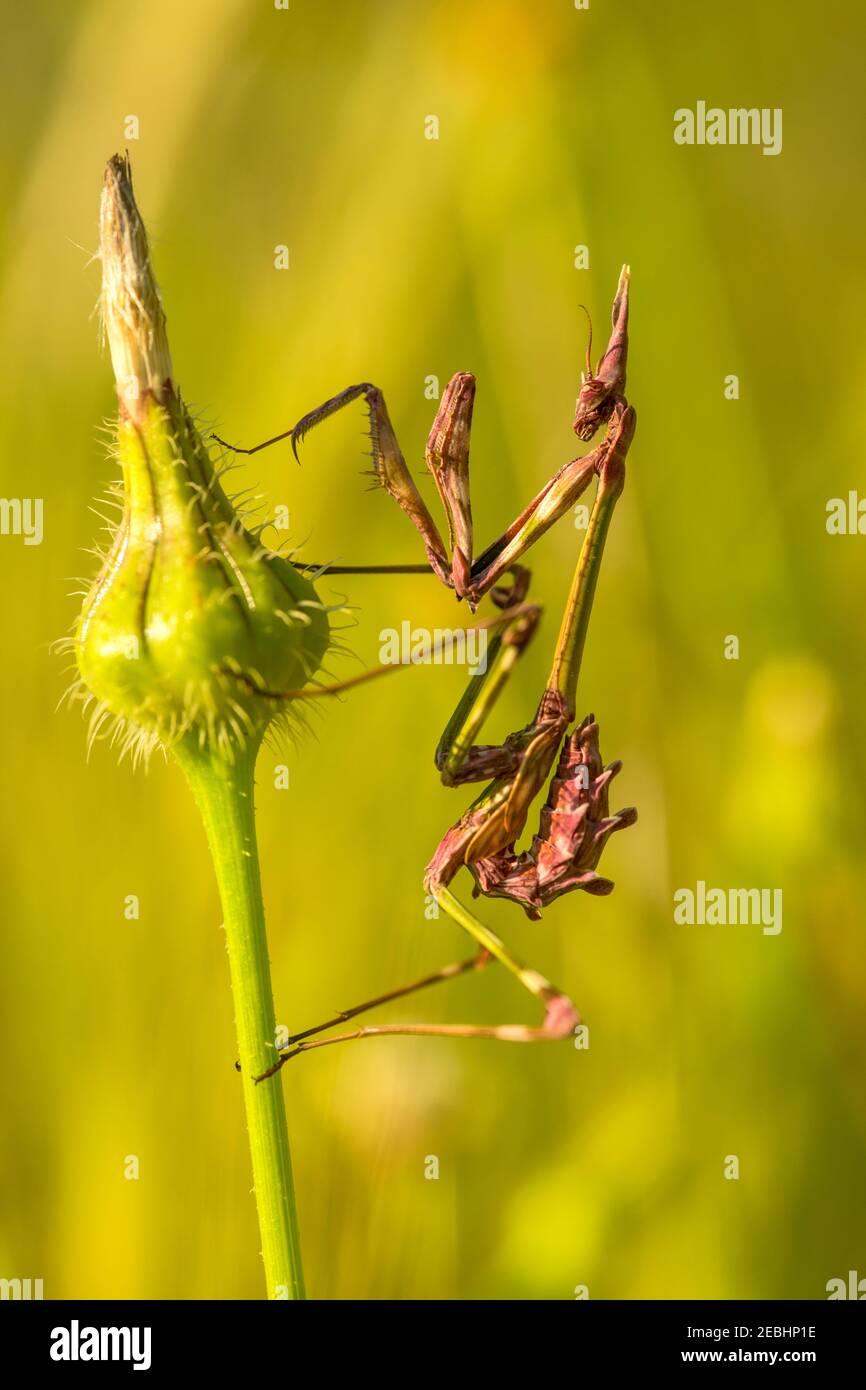 mantis rezando encaramada sobre una flor. Fotografía macro. Enfoque selectivo. Foto de stock