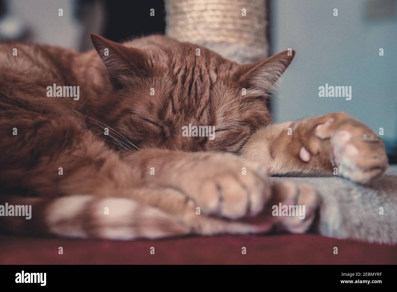 Hermoso gato durmiendo en casa. Primer retrato de una mascota relajándose con los ojos cerrados. Orejas rectas, vibrissas y patas tiernas. Animal con piel roja asl Foto de stock
