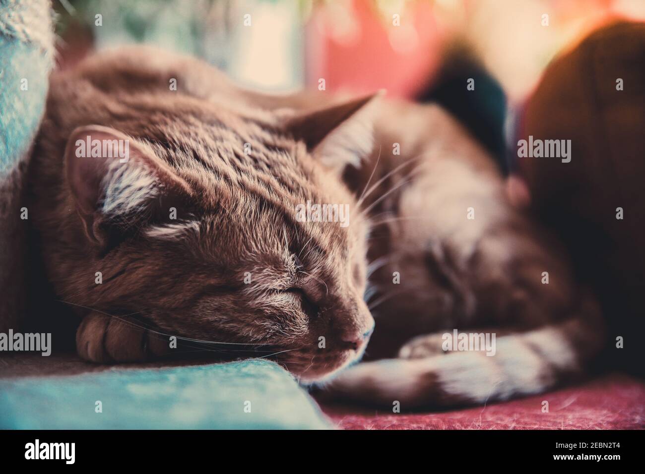 Hermoso gato durmiendo en casa. Primer retrato de una mascota relajándose con los ojos cerrados. Orejas rectas, vibrissas y patas tiernas. Animal con piel roja asl Foto de stock