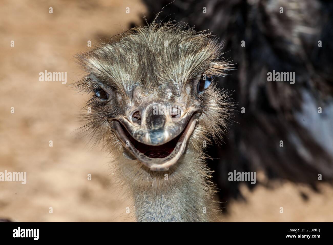 EMU ave sin vuelo en australia. Foto de stock