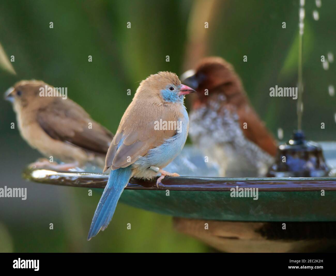 Cordon Bleu finch, Uraeginthus bengalus, hembra Foto de stock