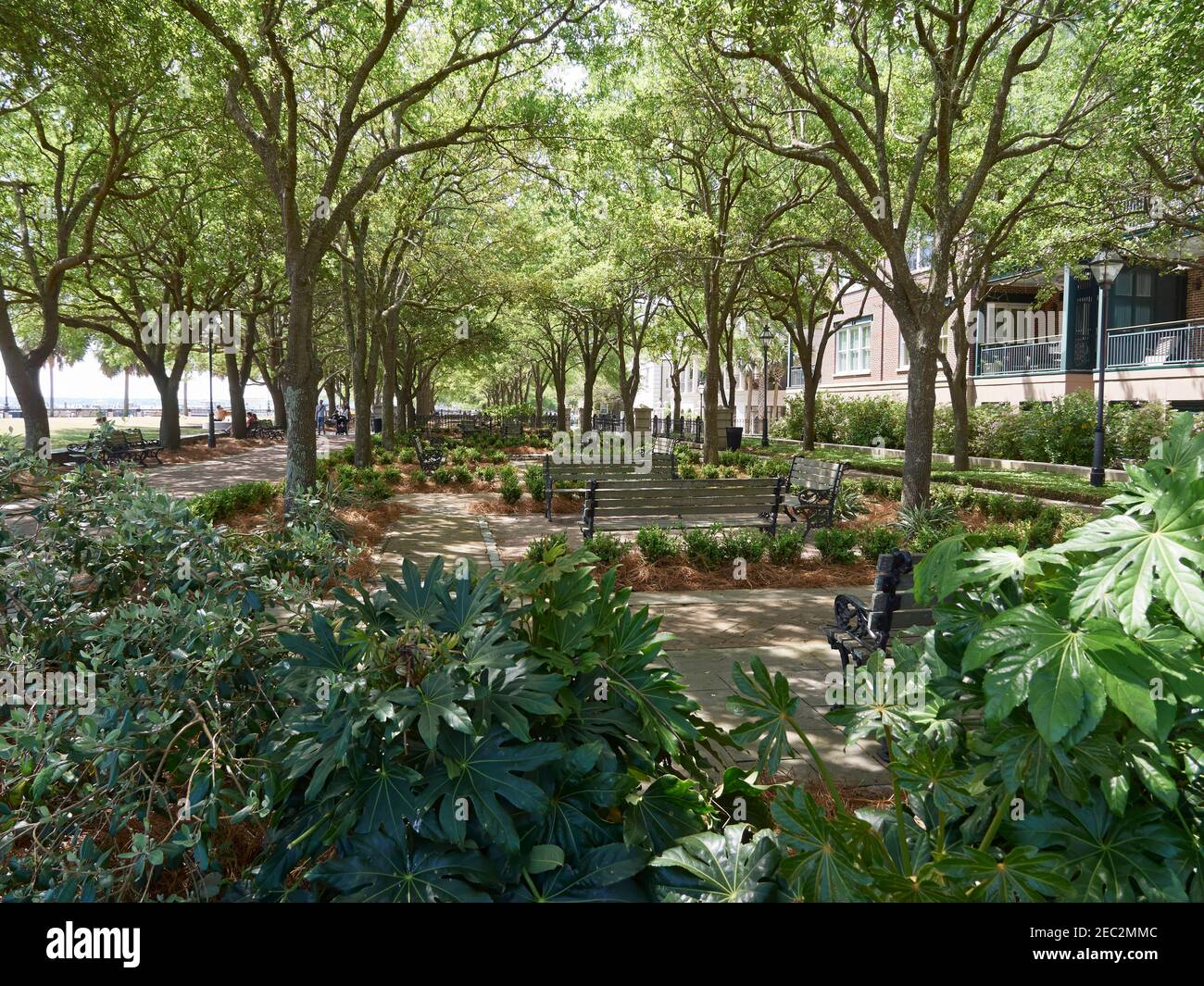 Waterfront Park, Charleston, Carolina del Sur. Las plazas con bancos, plantadas con filodendron, Carolina Bay, y boxwood, están sombreadas por robles vivos. Foto de stock