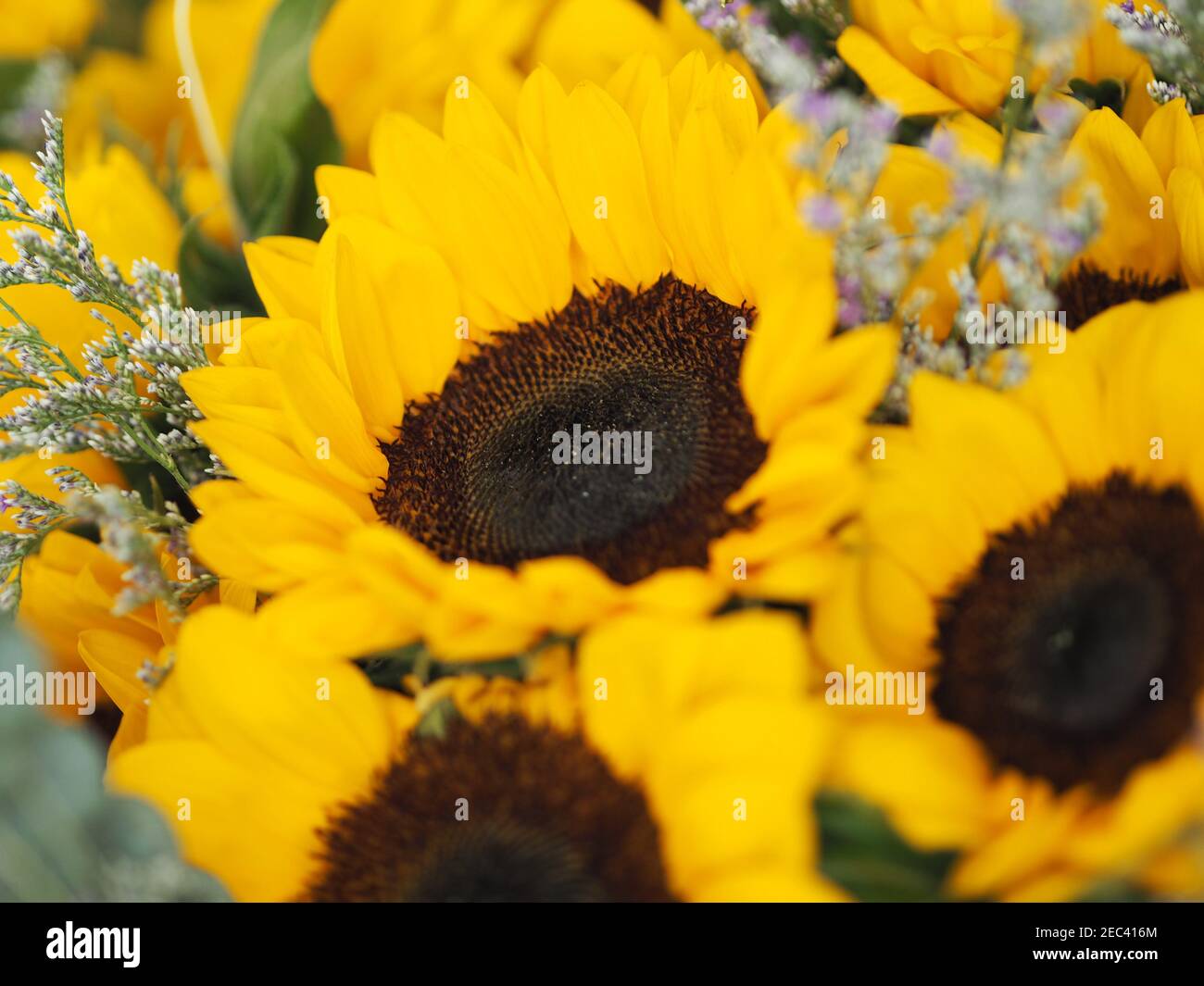 Amarillo Girasol, celosía, lavanda marina, romero pantano, marrón y azul  oscuro color un ramo de flores hermosa, flor fresca, popurrí Fotografía de  stock - Alamy