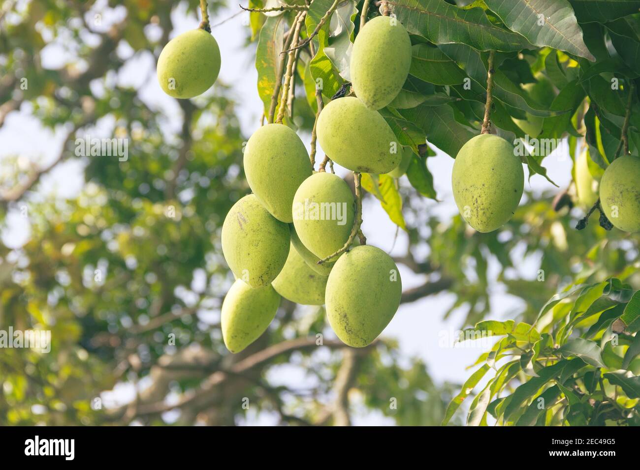Mango frutos verdes colgando del árbol, Sri Lanka Foto de stock