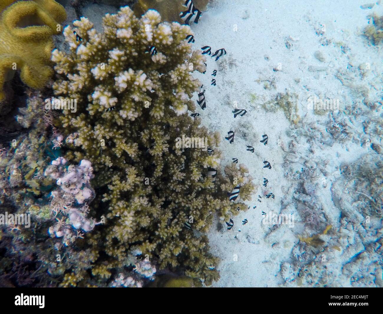Arrecife de coral y peces tropicales. Colonia maldita foto bajo el agua. Fondo de mar con un colorido ecosistema de coral. Buceo de superficie en la costa tropical. Tropic marin Foto de stock