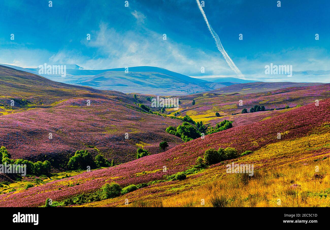 Brezo púrpura cubre las montañas en el Parque Nacional Cairngorms cerca de Tomintoul. Pueblo más alto en las tierras altas de Escocia Foto de stock