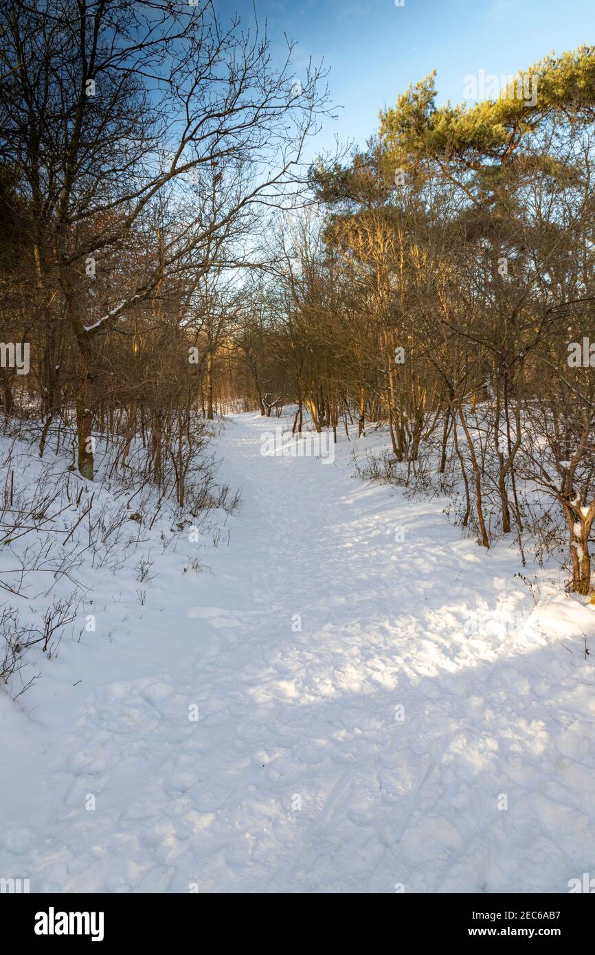 Sendero cubierto de nieve en el Pan van Persijn, o también conocido como Panbos, un área de bosque y recreación, Katwijk, Holanda del Sur, Holanda. Foto de stock
