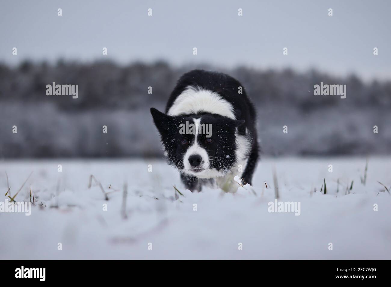 Border Collie corre en la nieve en la naturaleza invernal. Perro Blanco y Negro activo en el campo de nieve. Foto de stock