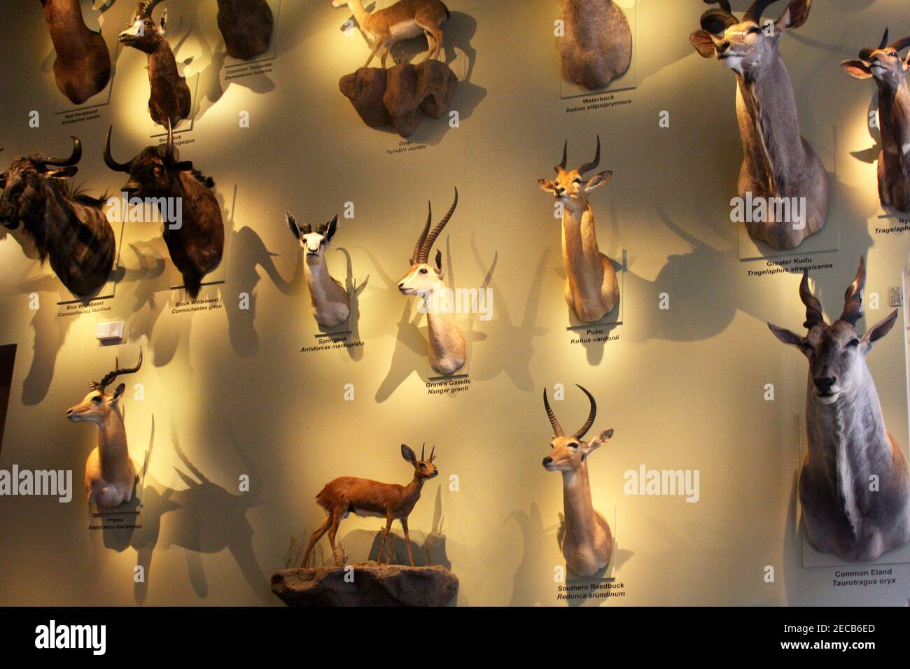 Exposición de varios rumiantes en un museo de Historia Natural Foto de stock