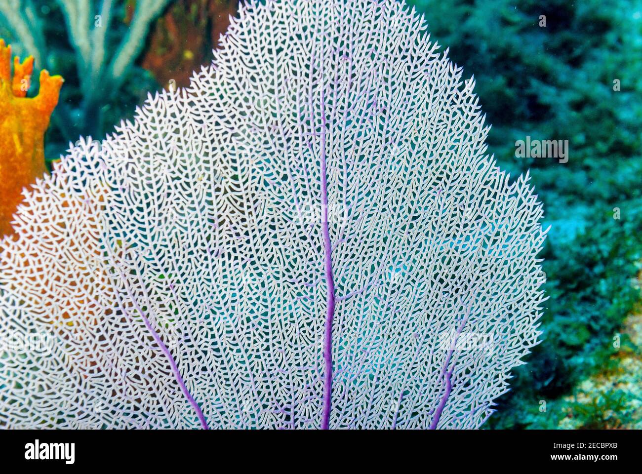 Ventilador de mar púrpura común en las aguas del Caribe Foto de stock