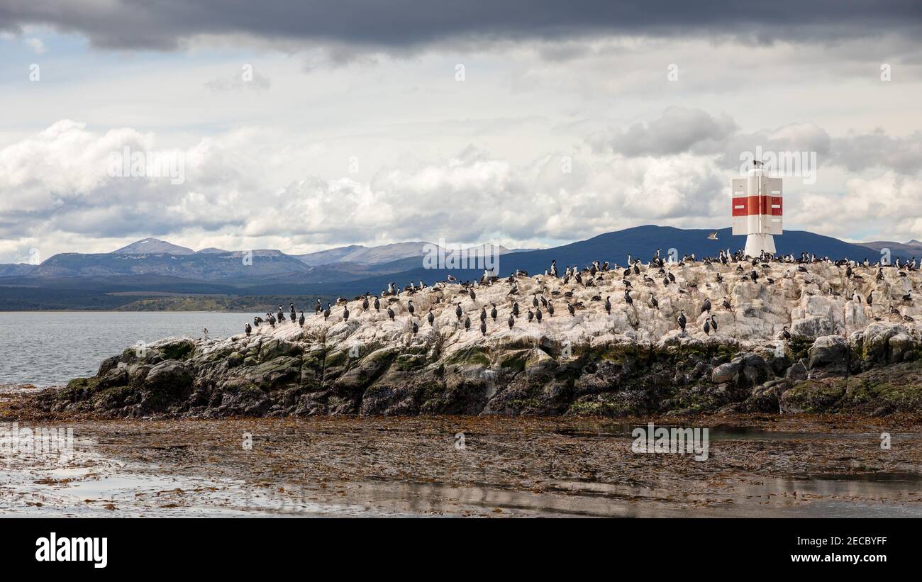 Un paisaje con docenas de cormoranes y gaviotas junto a un faro (faro) en una pequeña isla rocosa en el Canal Beagle, Tierra del Fuego Foto de stock