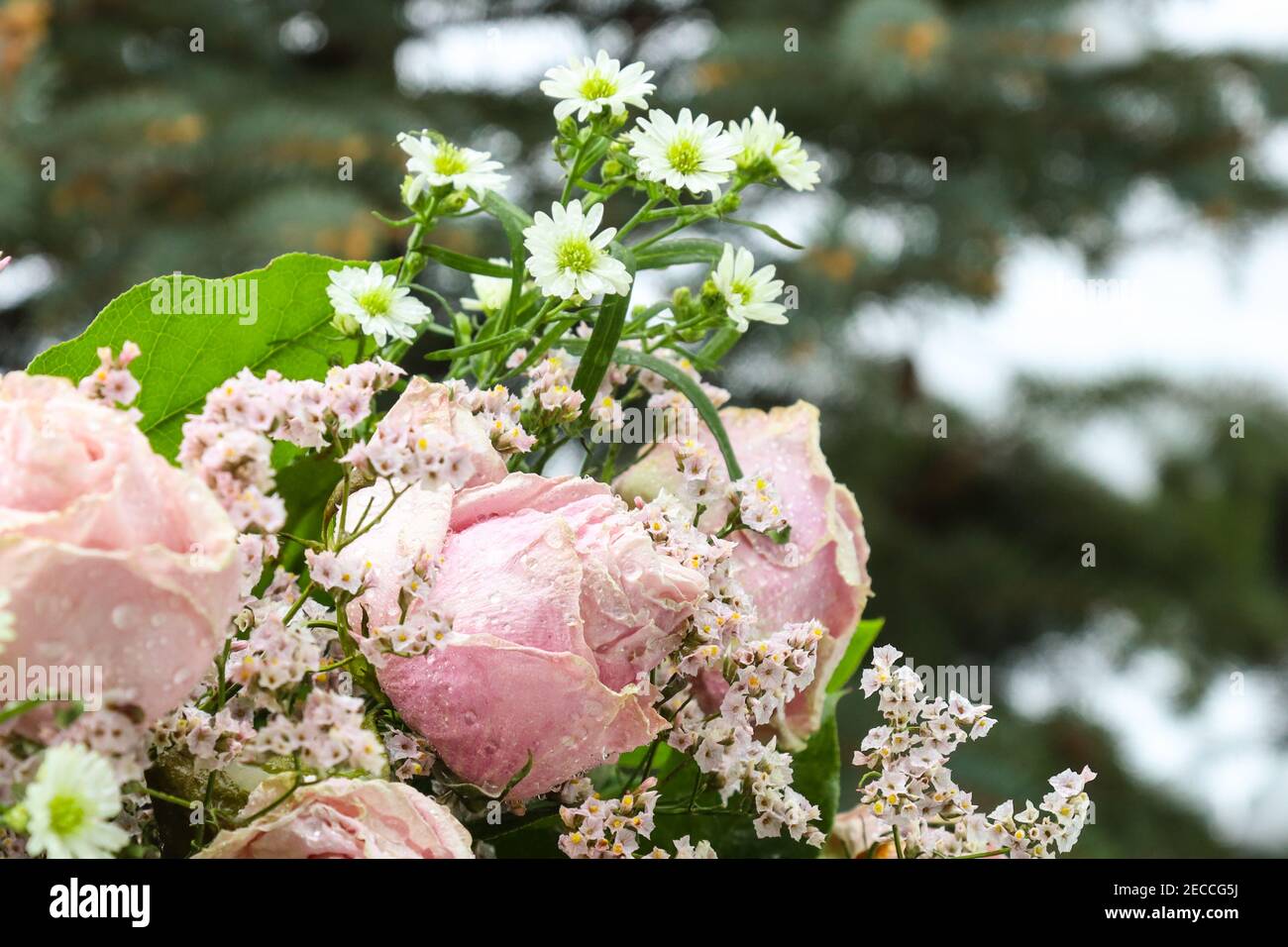 Rosas de nieve rosadas Foto de stock