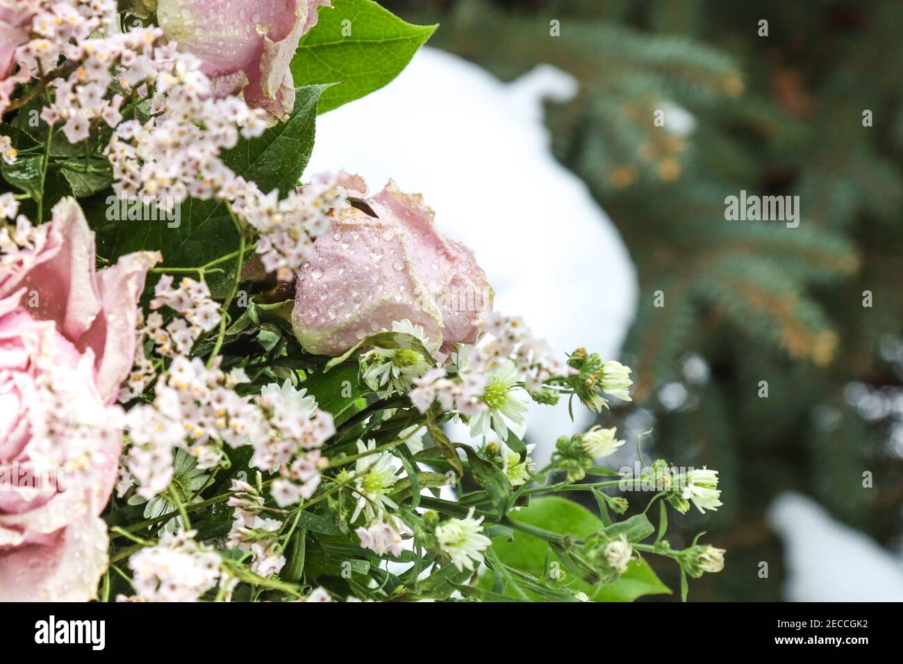 Rosas de nieve rosadas Foto de stock