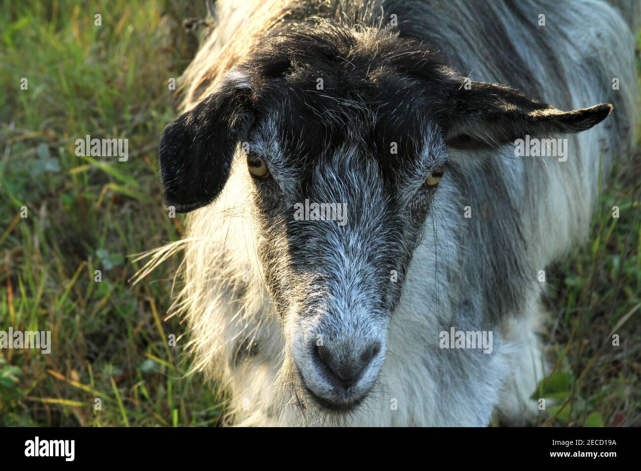 Cerca de la cara de cabra domesticada Foto de stock