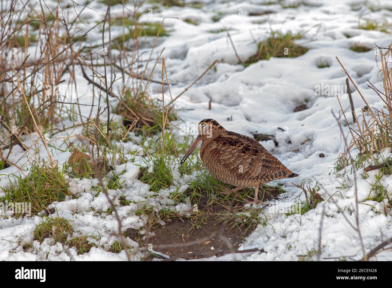 Woodcock Scolopax rusticola. Forrajeo de alimentos sobre hielo duro, parcialmente cubierto de nieve, suelo. Febrero, Norfolk. Tal vez pájaro de Europa del este. Foto de stock