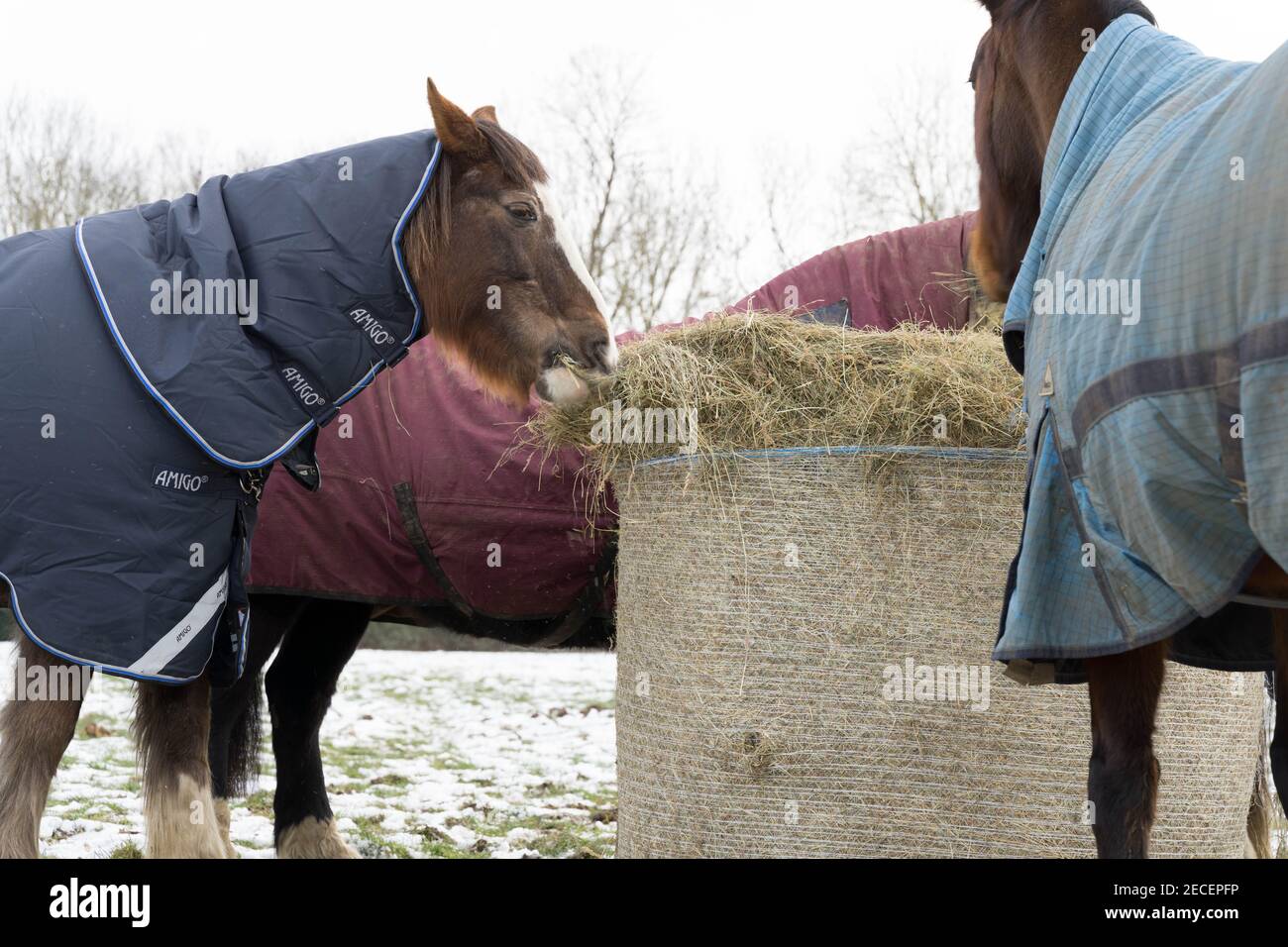 Caballos en alfombras de pie en campo de granja cubierto de nieve al lado de la paca de heno, Kent Foto de stock