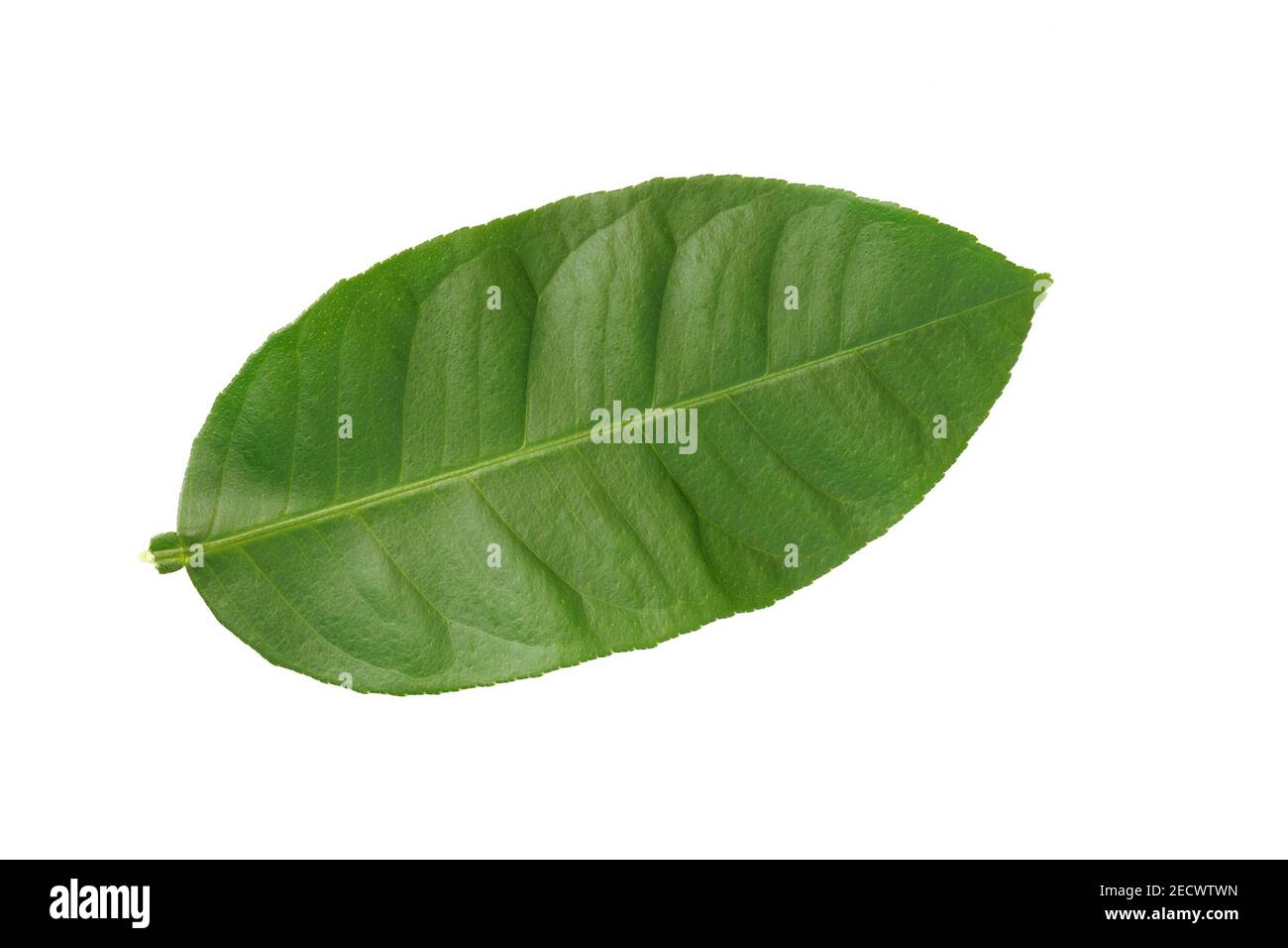 Hoja verde de limonero sobre fondo blanco aislado Fotografía de stock