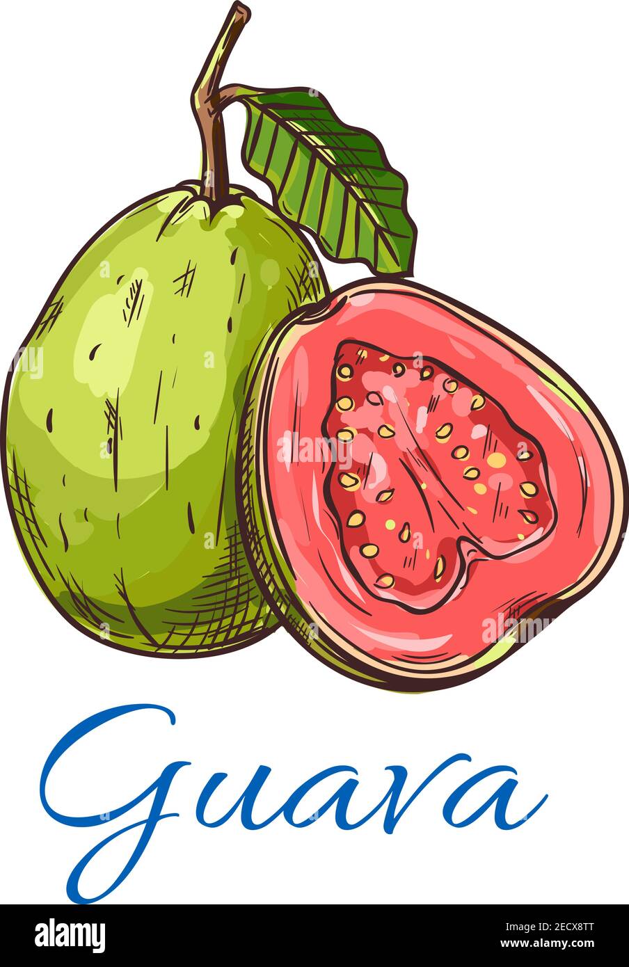 Guayaba. Emblema aislado de producto de guayaba entero y cortado para  etiqueta de jugo o mermelada, etiqueta de embalaje, etiqueta de tienda de  comestibles, tienda de granja Imagen Vector de stock -