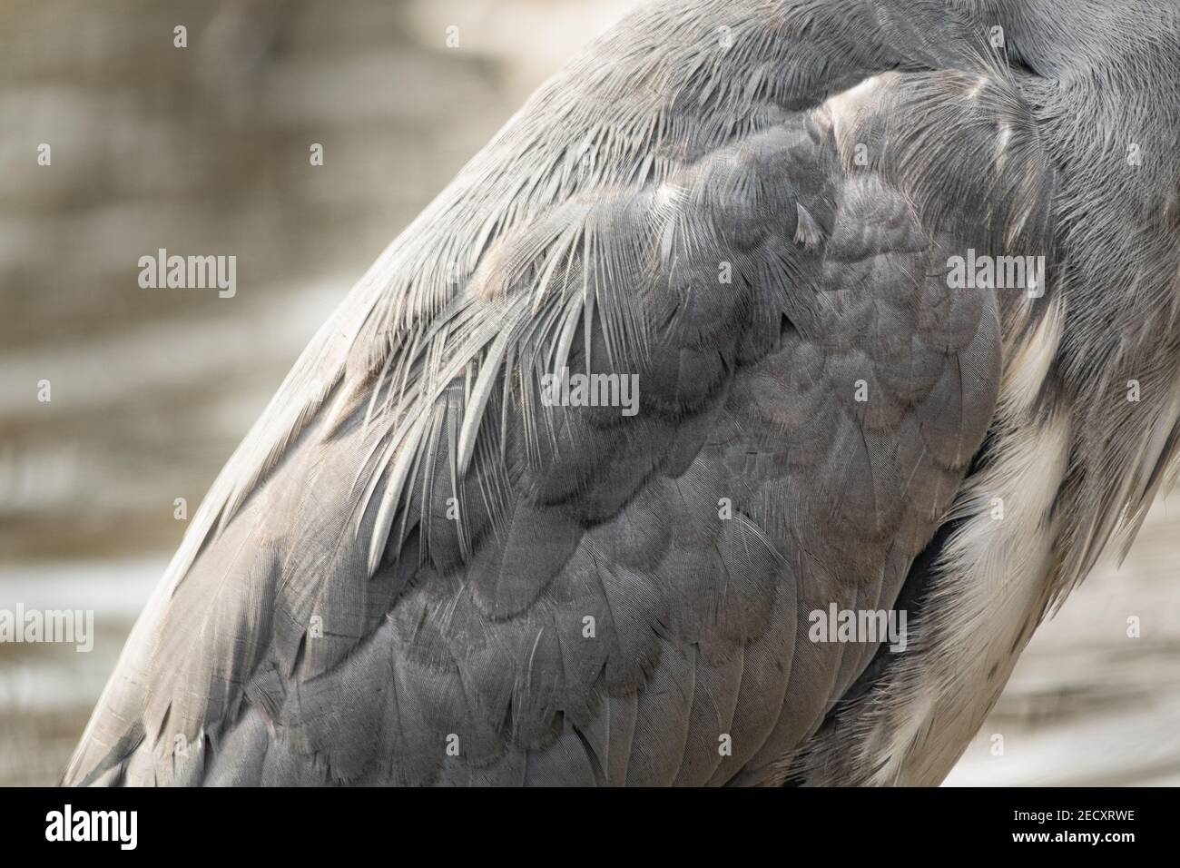 Primer plano de plumas de una garza gris (Ardea cinerea) en Hampstead Heath, Londres, Reino Unido. Las garzas grises son aves que vadían de patas largas. Foto de stock