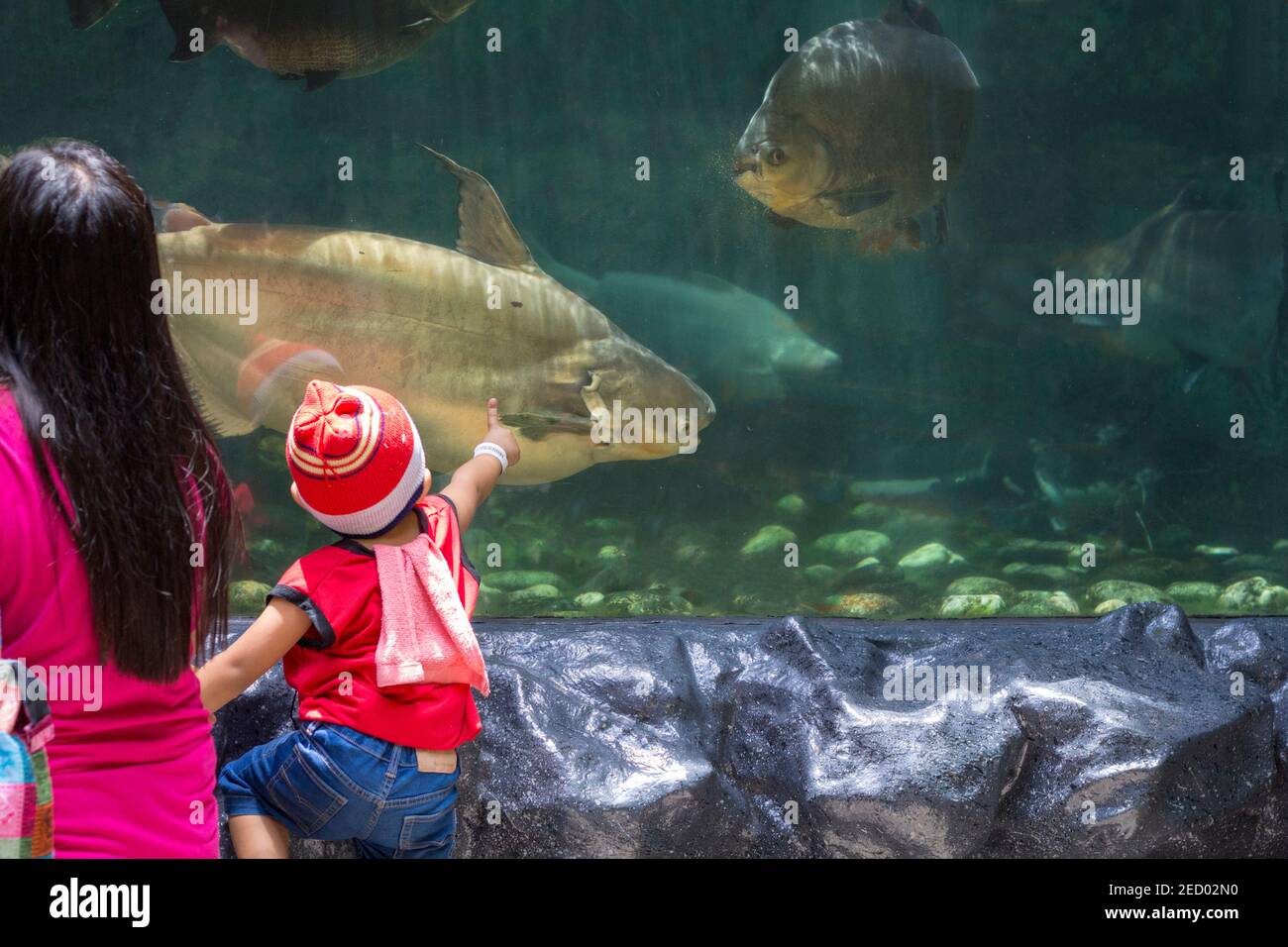 Manila, Filipinas - 19 de abril de 2018 - mamá y su hijo en el acuario Ocean Park mirando a los peces. Niño pequeño en el zoológico. El niño asiático toca a los animales a través de gl Foto de stock