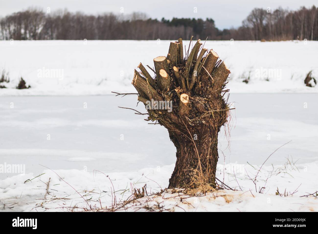 sauce, árbol recortado en invierno, en la nieve, en la orilla del agua congelada Foto de stock