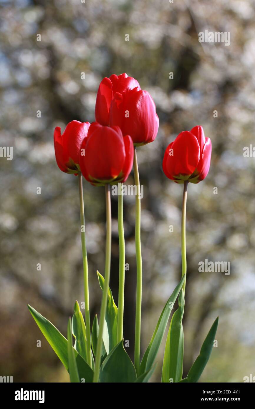 Las flores de Tulips a principios de primavera son una maravilla de jardín. Foto de stock