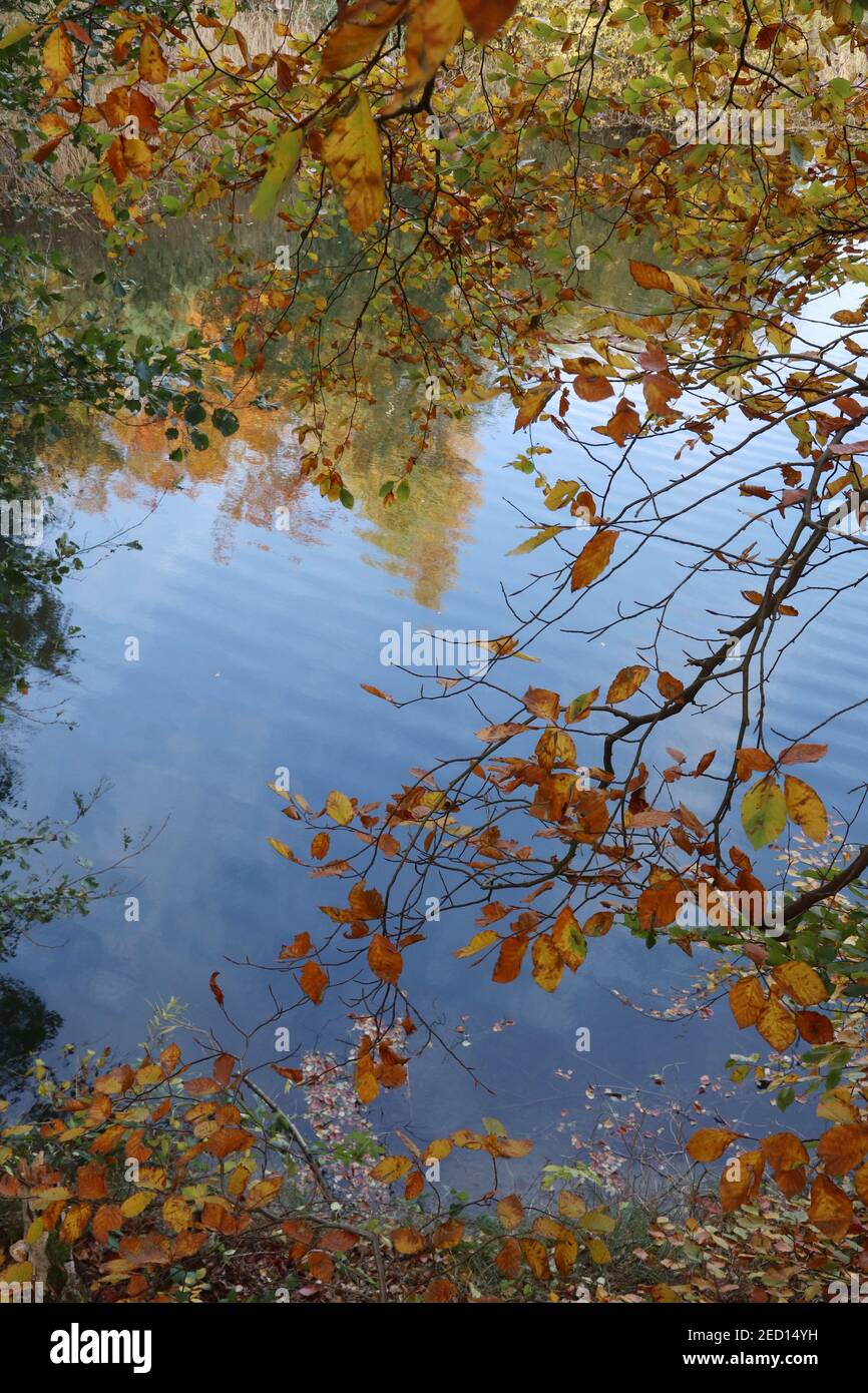 Las ramas otoñales y las hojas otoñales cuelgan coloramente sobre el lago Foto de stock