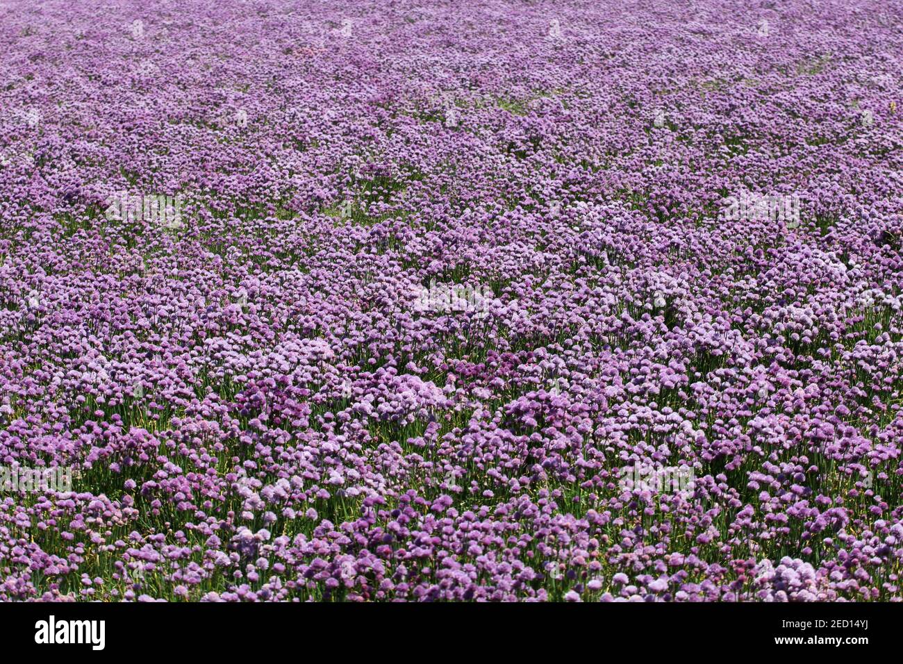 Cebolletas en flor, tallo púrpura. Foto de stock